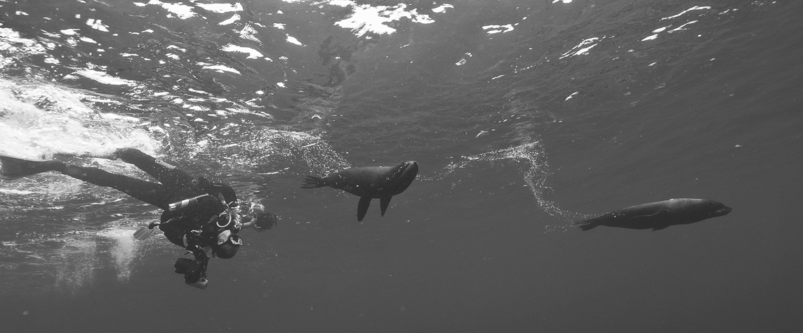 094 sea lion,Galapagos.jpg